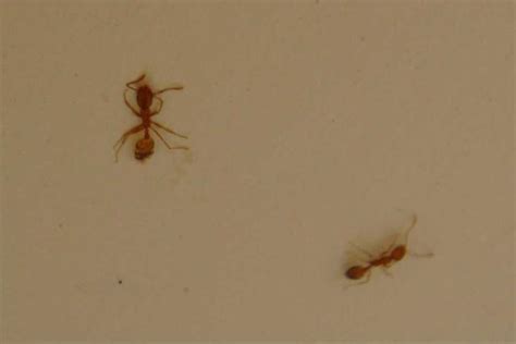 為什麼螞蟻會突然出現 色戒 迴紋針